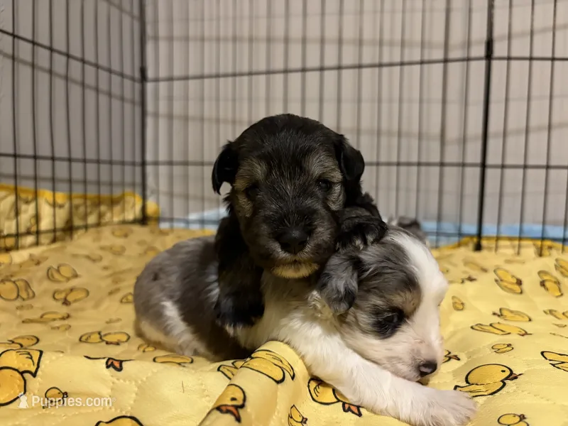 Flint- Salt/Pepper – Miniature Schnauzer puppy for sale in Tulsa, OK