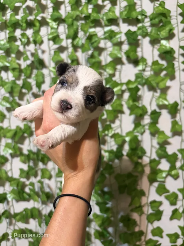 Merle Parti – Miniature Schnauzer puppy for sale in Tulsa, OK