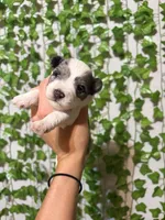 Cinder- Merle Parti, a male Miniature Schnauzer for sale in Tulsa, OK – 1 of 5