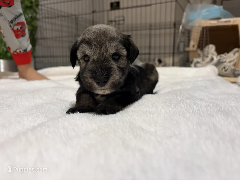 Flint- Salt/Pepper – Miniature Schnauzer puppy for sale in Tulsa, OK