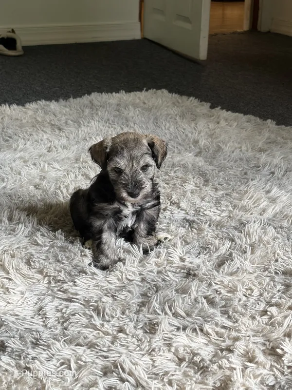 Flint- Salt/Pepper – Miniature Schnauzer puppy on hold in Tulsa, OK