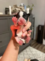 Black/White Parti, a male Miniature Schnauzer for sale in Tulsa, OK – 2 of 2
