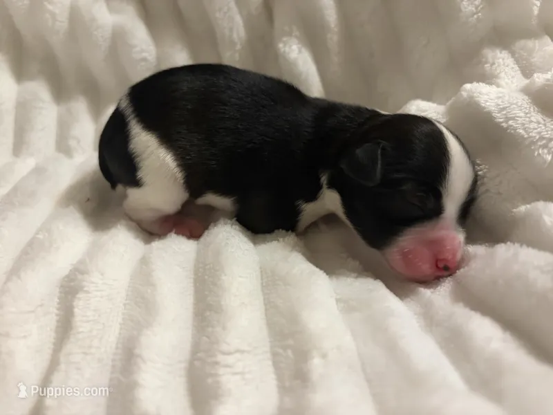 Black/White Parti – Miniature Schnauzer puppy for sale in Tulsa, OK