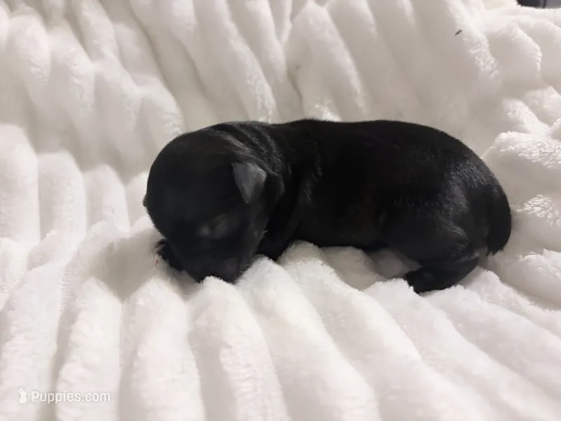 Black  – Miniature Schnauzer puppy for sale in Tulsa, OK