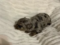 Phoenix- Blue Merle, a male Miniature Schnauzer for sale in Tulsa, OK – 2 of 5