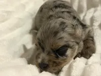 Phoenix- Blue Merle, a male Miniature Schnauzer for sale in Tulsa, OK – 4 of 5