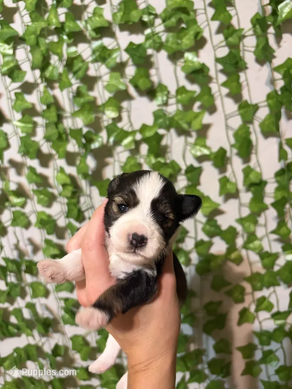 Black/White Parti – Miniature Schnauzer puppy for sale in Tulsa, OK