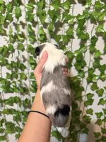 Cinder- Merle Parti, a male Miniature Schnauzer for sale in Tulsa, OK – 2 of 5