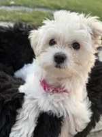 Pink Collar, a male Maltipoo for sale in Hertford, NC – 2 of 3
