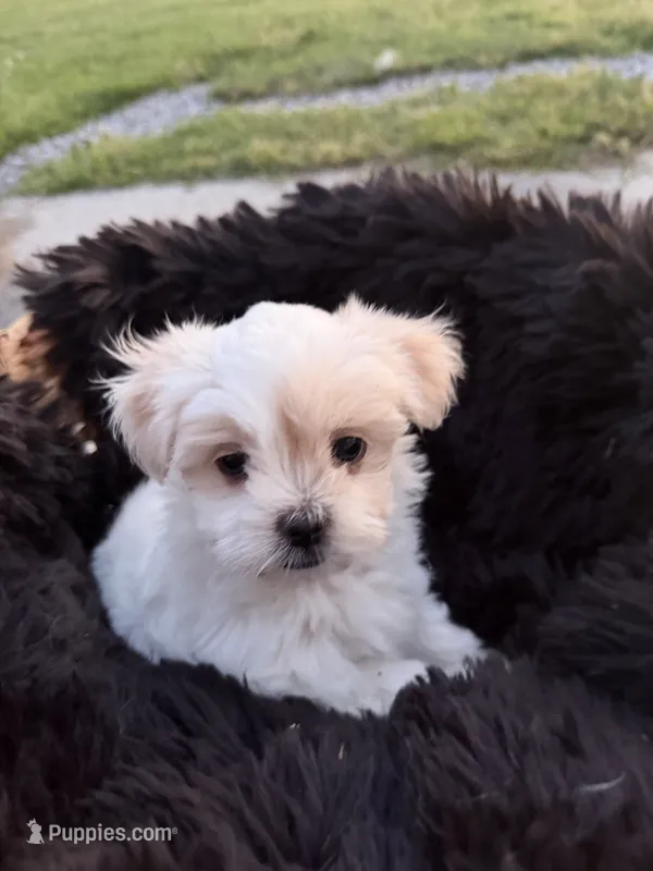 Hattie – Mal Shi puppy for sale in Hertford, NC