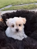 Hattie, a female Mal Shi for sale in Hertford, NC – 1 of 1