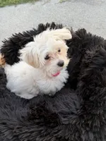 Pink Collar, a male Maltipoo for sale in Hertford, NC – 3 of 3
