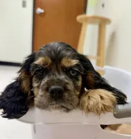 Bandit, a male Cocker Spaniel for sale in Axtell, TX – 2 of 3