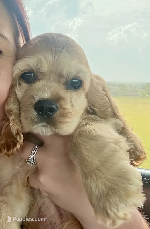 Captain – Cocker Spaniel puppy for sale in Axtell, TX