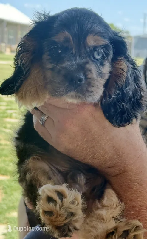 Bandit – Cocker Spaniel puppy for sale in Axtell, TX