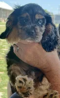 Bandit, a male Cocker Spaniel for sale in Axtell, TX – 1 of 3