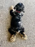 Bandit, a male Cocker Spaniel for sale in Axtell, TX – 3 of 3