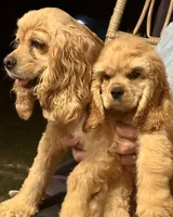 Captain, a male Cocker Spaniel for sale in Axtell, TX – 3 of 3