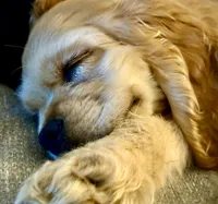 Captain, a male Cocker Spaniel for sale in Axtell, TX – 2 of 3