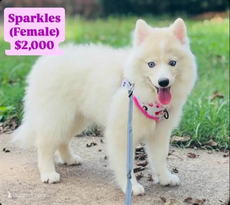 Sparkles  – Pomsky puppy for sale in Shreveport, LA