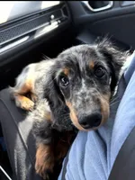Theodore , a male Miniature Dachshund for sale in Greenville, TX – 3 of 3