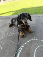 Theodore , a male Miniature Dachshund for sale in Greenville, TX – 1 of 3