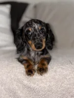 Theodore , a male Miniature Dachshund for sale in Greenville, TX – 2 of 3