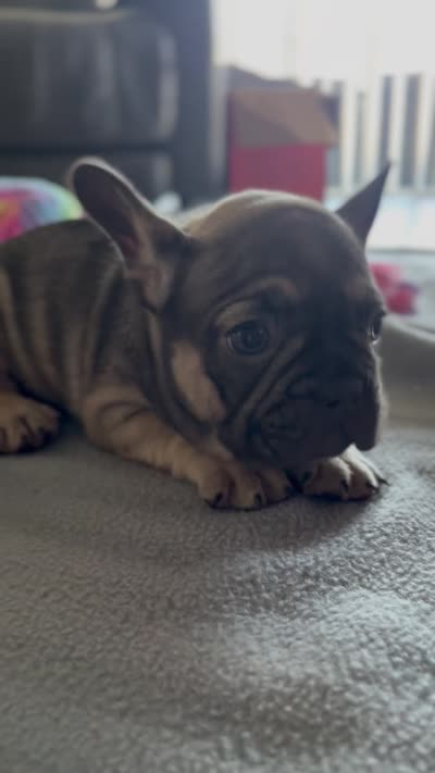 Lilly , a female French Bulldog for sale in Land O' Lakes, FL – 1 of 1