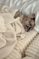 Lucas , a male French Bulldog for sale in Land O' Lakes, FL – 2 of 3