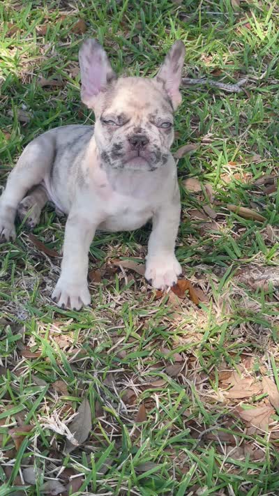 Lucas , a male French Bulldog for sale in Land O' Lakes, FL – 4 of 4