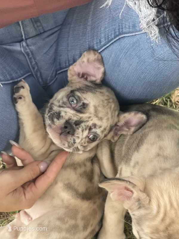 Lucas  – French Bulldog puppy for sale in Land O' Lakes, FL