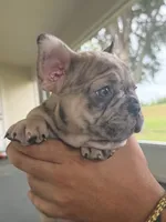 Lucas , a male French Bulldog for sale in Land O' Lakes, FL – 3 of 3