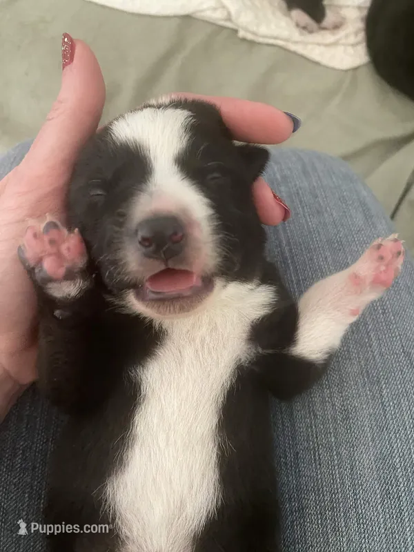 Bugatti – Border Collie puppy for sale in Black Forest, CO