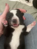 Bugatti, a male Border Collie for sale in Black Forest, CO – 1 of 2