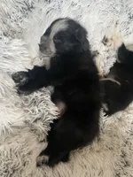 Mercedes, a female Border Collie for sale in Black Forest, CO – 2 of 2