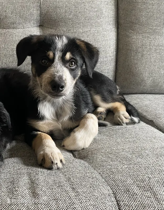Honey  – Border Collie puppy for sale in Black Forest, CO