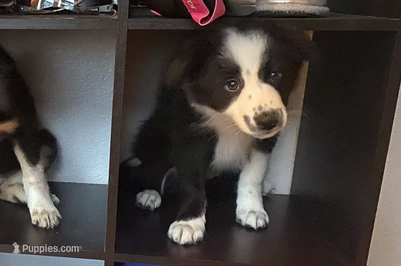 Lexus – Border Collie puppy for sale in Black Forest, CO