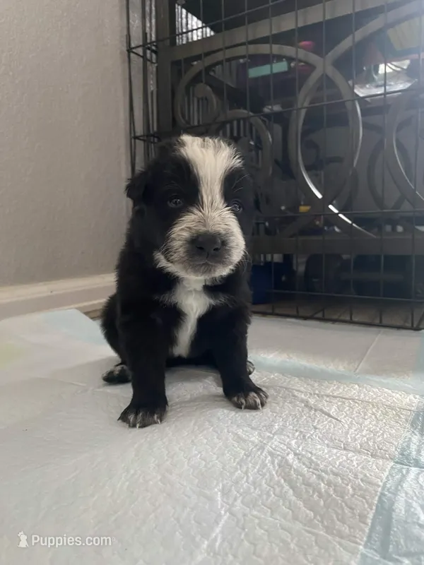 Mercedes – Border Collie puppy for sale in Black Forest, CO