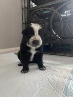 Mercedes (Josie) , a female Border Collie for sale in Black Forest, CO – 1 of 3