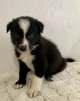 Tesla (Tess) , a male Border Collie for sale in Black Forest, CO – 1 of 4