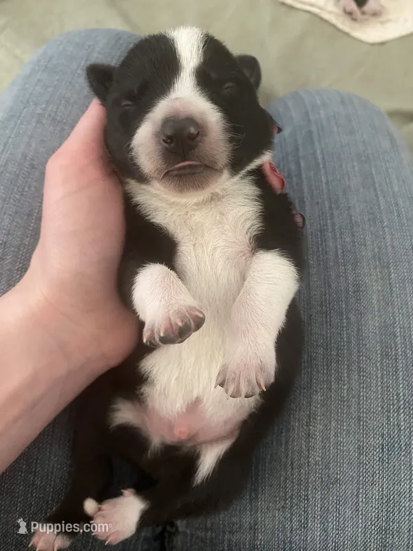 Porsche  – Border Collie puppy for sale in Black Forest, CO