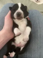 Porsche , a female Border Collie for sale in Black Forest, CO – 1 of 2
