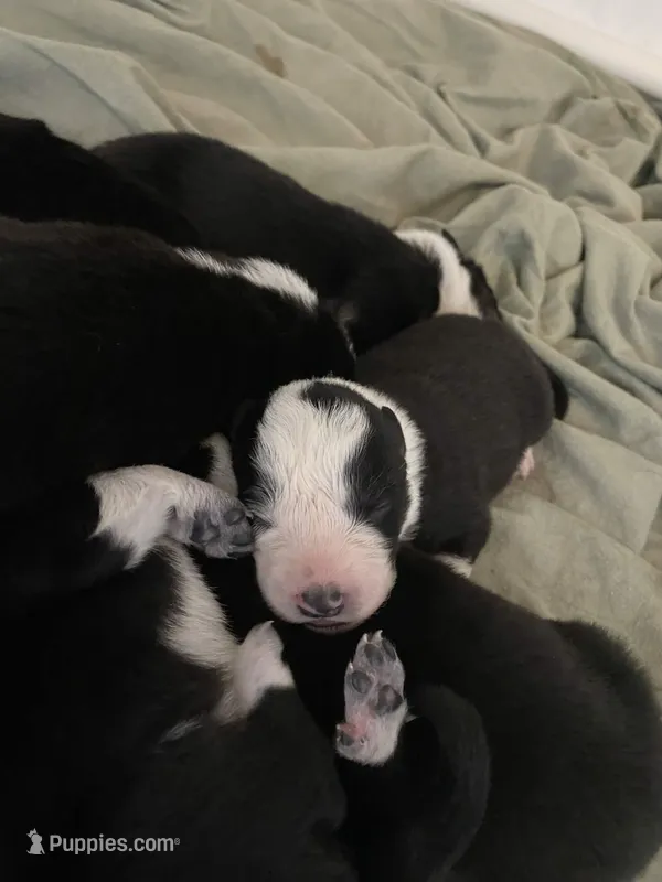 Lexus – Border Collie puppy for sale in Black Forest, CO