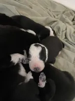 Lexus, a female Border Collie for sale in Black Forest, CO – 1 of 2