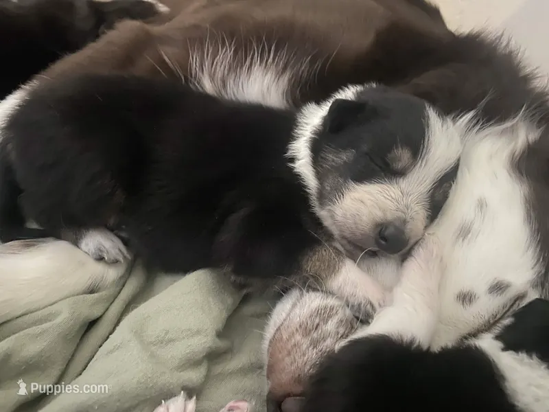 Genesis – Border Collie puppy for sale in Black Forest, CO