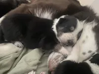 Genesis (Gen) , a female Border Collie for sale in Black Forest, CO – 4 of 6