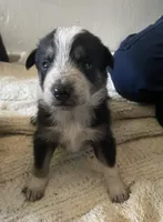 Genesis (Gen) , a female Border Collie for sale in Black Forest, CO – 3 of 6