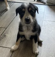 Honey , a female Border Collie for sale in Black Forest, CO – 1 of 5
