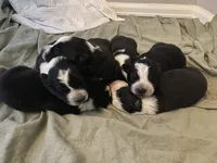 Mercedes, a female Border Collie for sale in Black Forest, CO – 2 of 2