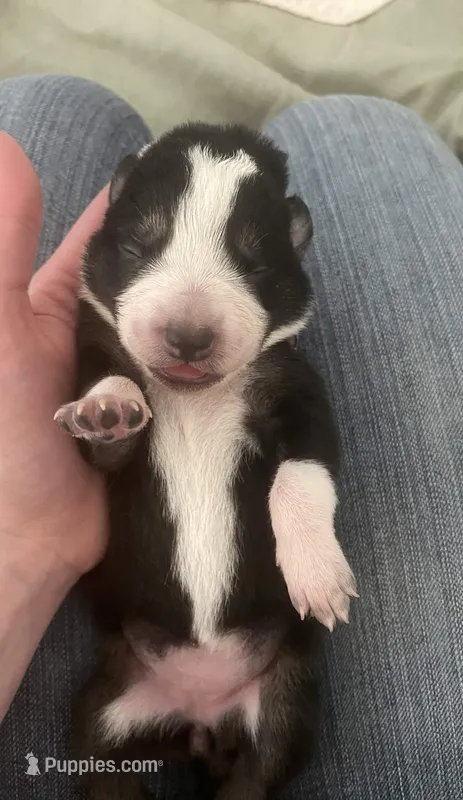 Genesis – Border Collie puppy for sale in Black Forest, CO